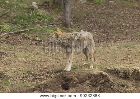 A lone Coyote in the forest