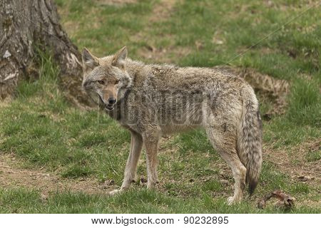 A lone Coyote in a forest environment