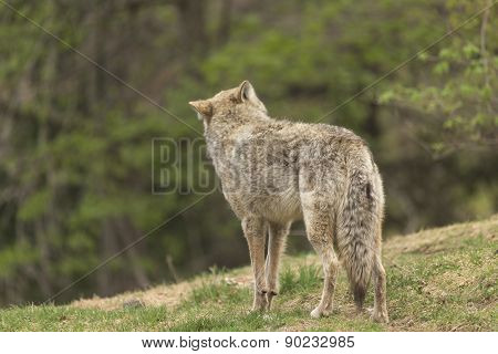 A lone Coyote in a forest environment