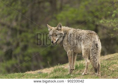 A lone Coyote in a forest environment