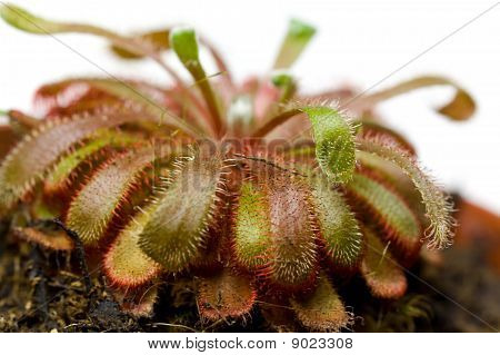 En Drosera aliciae blomst stilk med børster