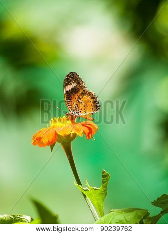 Sweet Butterfly