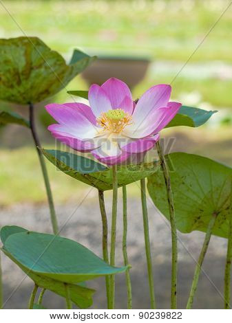 Water Lily