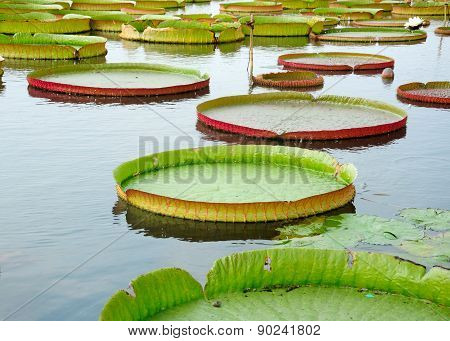 Giant Lily Pads