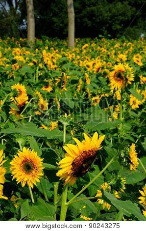Field of Sunflowers