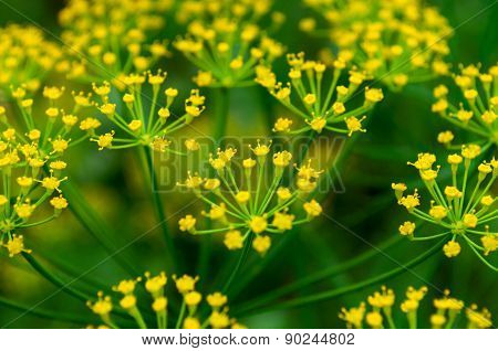 Fennel Flower