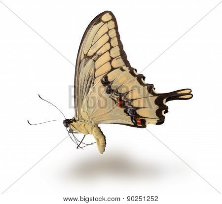 Butterfly Isolated On White.