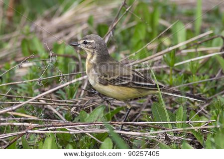 Yellow Wagtail