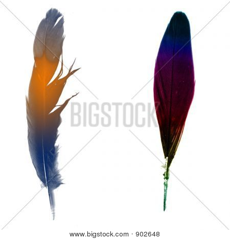 Pluma de pájaro (variante)