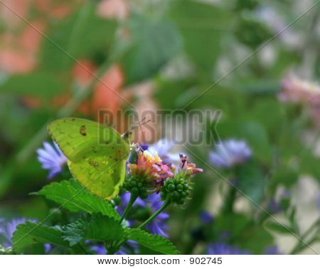 Borboleta de alfafa