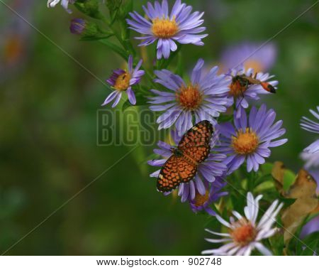 Checkerspot motýl