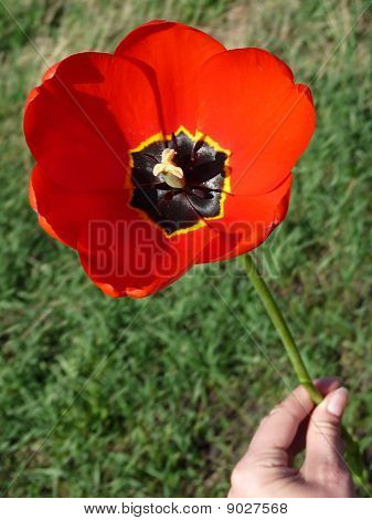 Punainen tulip