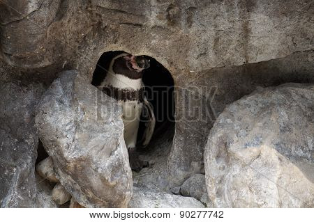 Humboldt Penguin in a Cave