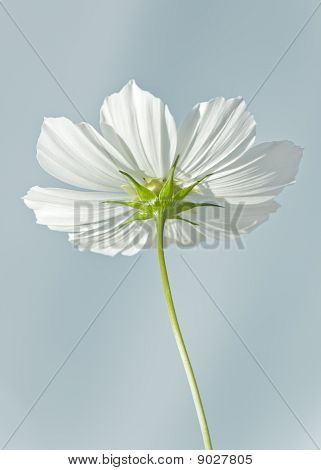 Cosmea