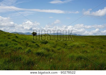Cattle And Green Landscape