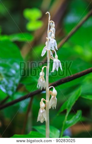 Epipogium roseum (D. Don) Rare species wild orchids in forest of Thailand
