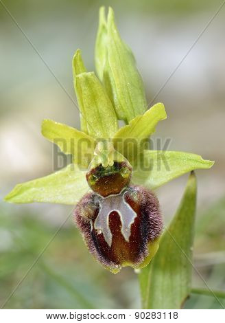 Early Spider Orchid