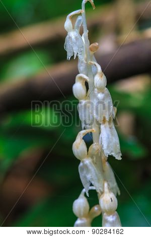 Epipogium roseum (D. Don) Rare species wild orchids in forest of Thailand