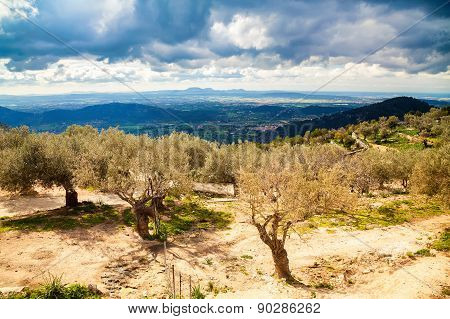 Old Olive Grove Near Alaro