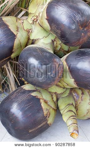 Borassus Flabellifer Fruit Bunch.
