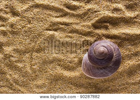 Background Of Sand With Shell