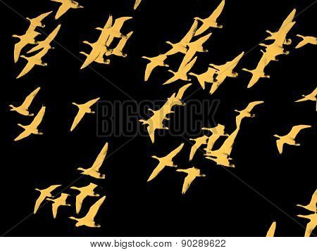 flock of birds yellow and black