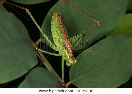 เหตุบุชคริกเก็ต (Leptophyes punctatissima)