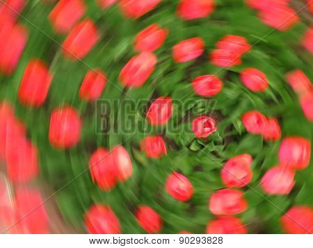 circle of tulips