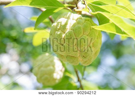 Custard Apples Fruit