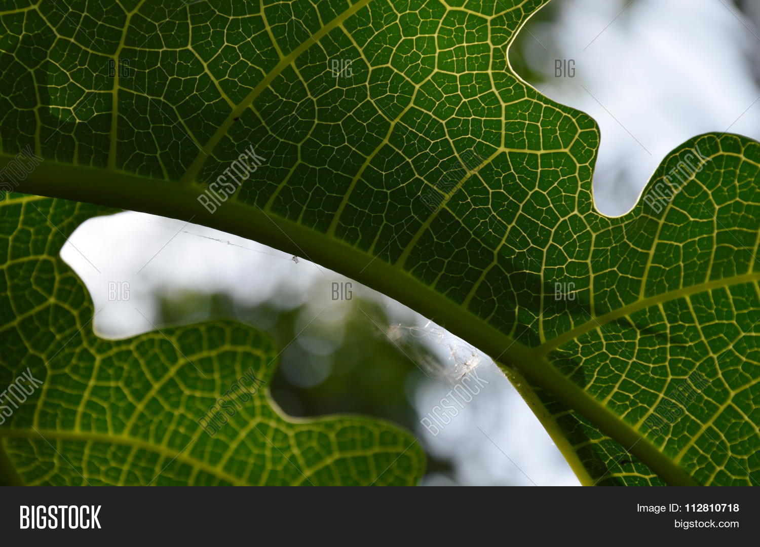 leaf curve