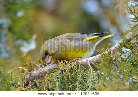 greenfinch in natural habitat (carduelis chloris)