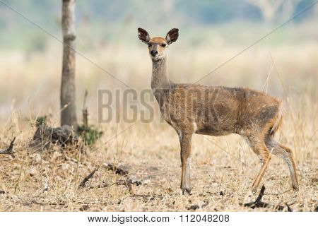 Female Bushbuck (tragelaphus Sylvaticus) In Very Poor Condition