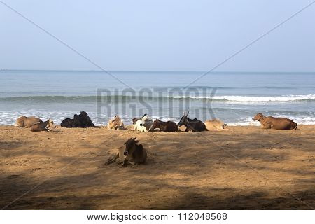 Agonda, Goa, India