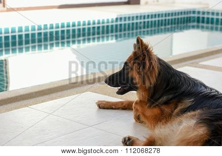 Portrait Of German Shepperd Dog Lie Down On Background Swimiming Pool