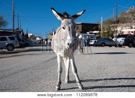 Burro standing at Oatman Ghost town