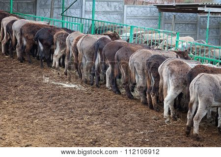 Donkeys On A Farm