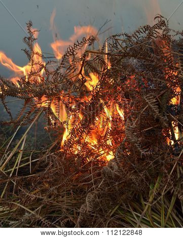 Burning ferns on heath land.