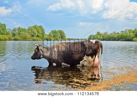 Cow