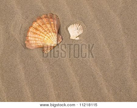Hřebenatka Shell na vítr zametl Sandy Beach