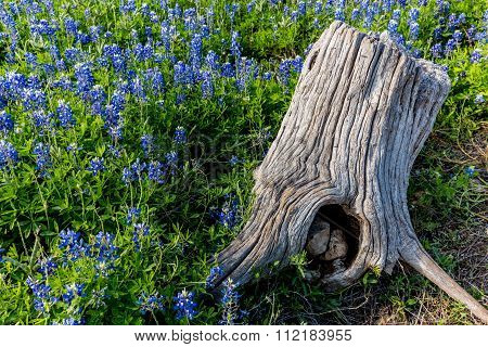 An Old Stump In A Field Of Texas Bluebonnet Wildflowers