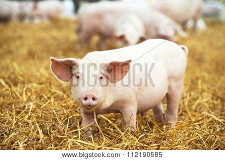 One young piglet on hay and straw at pig breeding farm