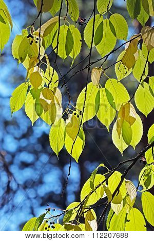 Prunus maackii tree (Prunus maackii; Padus maackii)