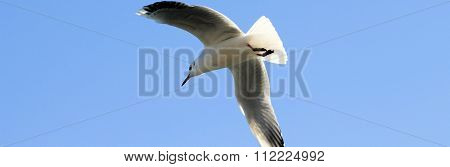 seagull