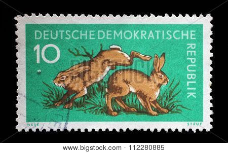 GDR - CIRCA 1959: a stamp printed in GDR shows Hares, Lepus Timidus, Animal, circa 1959
