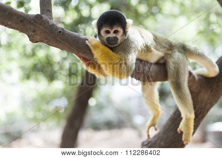 Lazy Monkey On Tree