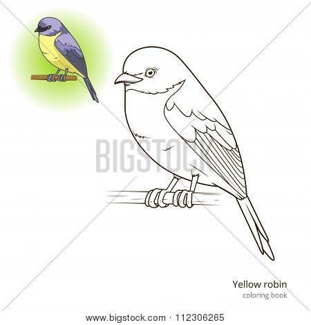 Yellow robin bird coloring book vector