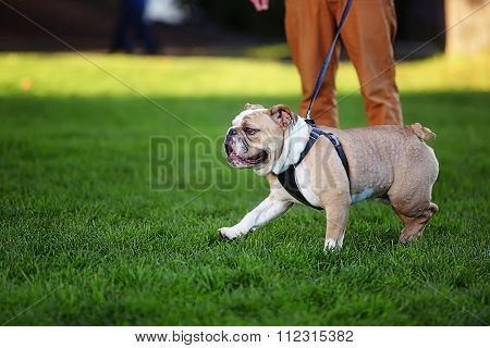 Male bulldog runs on a leash on green grass