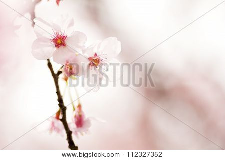 Pale color cherry blossoms