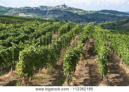 Vineyards In Oltrepo Pavese (italy)