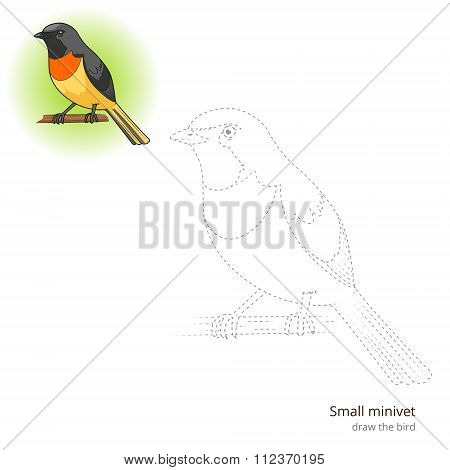 Small minivet bird learn to draw vector